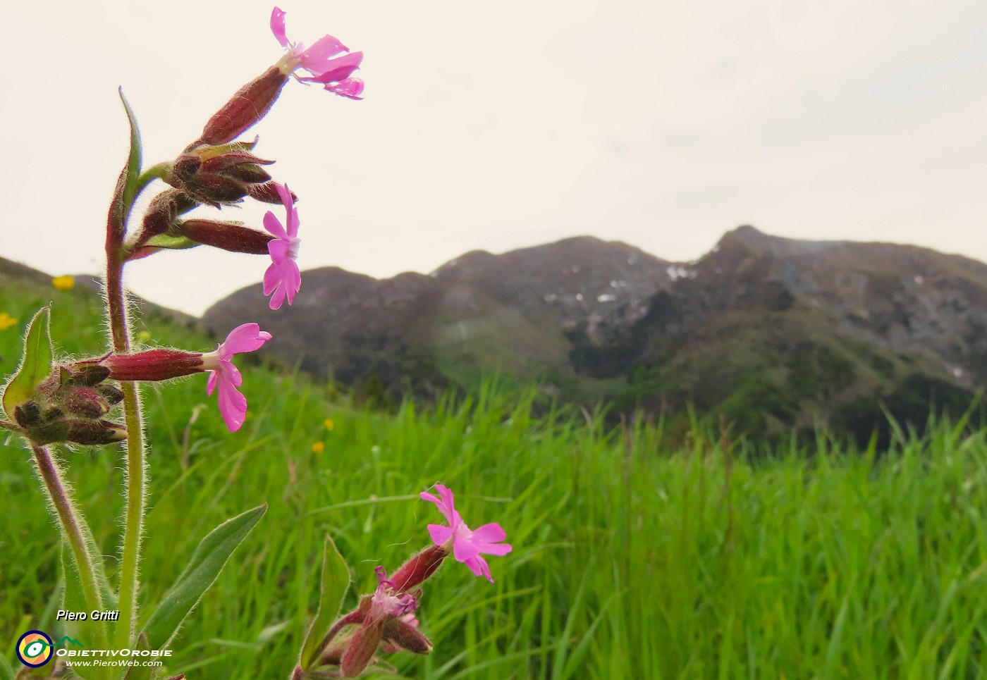 11 Silene dioica con vista in cime Foppazzi e Grem.JPG